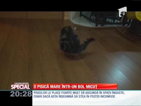 Special! O pisică mare într-un bol micuț