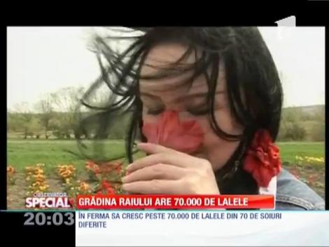 Special! Sătuc din Bihor, decorat cu zeci de mii de lalele