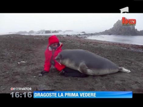 Pui de focă, vedetă pe internet!