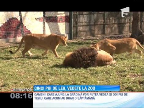 Cinci pui de leu, vedete la ZOO
