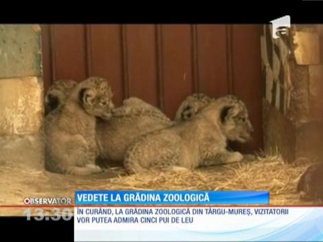 Vedetele grădinii zoologice din Tîrgu-Mureş