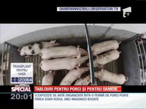 Special! Tablouri pentru porci și pentru oameni