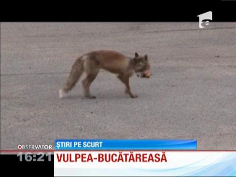 Vulpea bucătăreasă