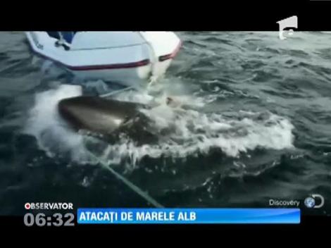 Un rechin alb de şase metri a atacat o barcă cu doi bărbaţi