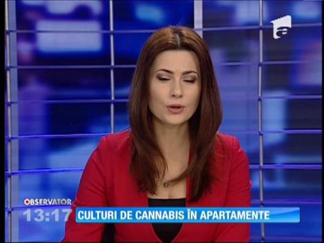 Culturi de Cannabis în apartamente