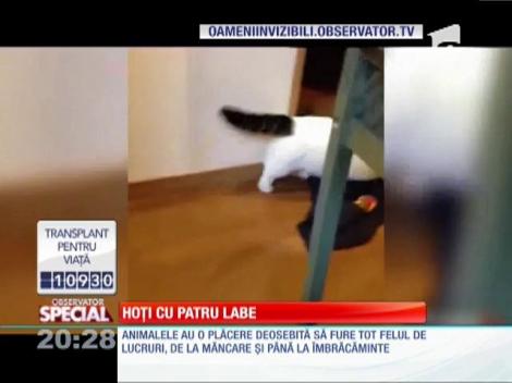 Special! Hoți cu patru labe