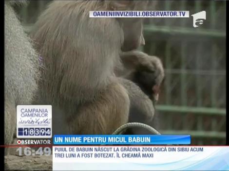Puiul de babuin de la grădina zoologică din Sibiu a fost botezat