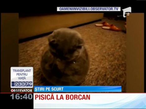 Pisică la borcan!