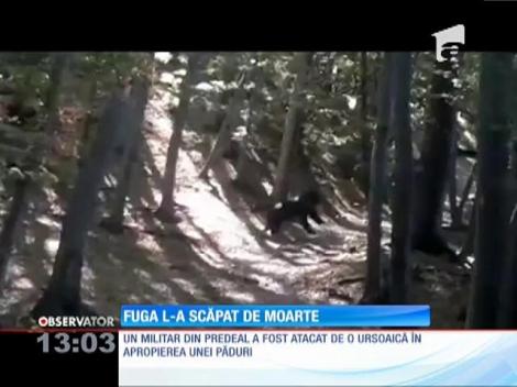 Militar din Predeal, atacat de o ursoaică