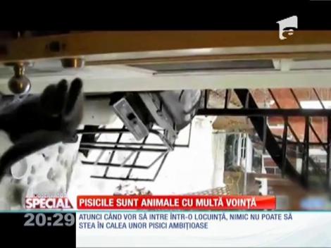 Special! Pisicile sunt animale cu multă voinţă