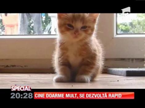Special! Cine doarme mult, se dezvoltă rapid