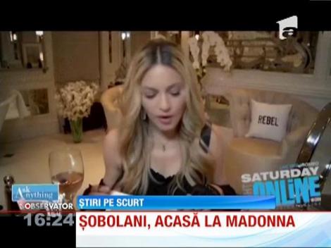 Şobolani, acasă la Madonna