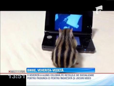 Veveriţă pasionată de jocuri video