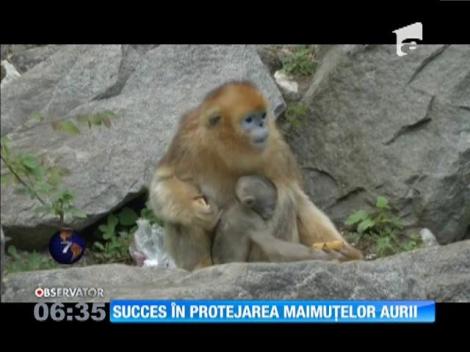Succes în protejarea maimuțelor aurii