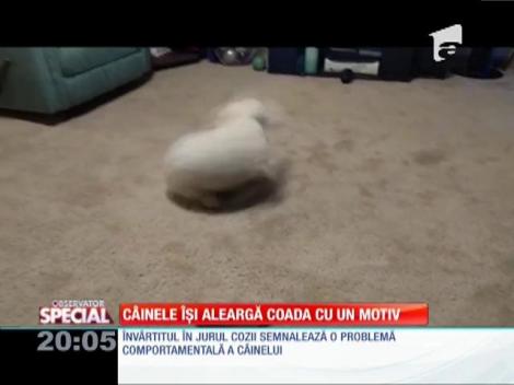 SPECIAL! C&acirc;inele &icirc;și aleargă coada cu un motiv