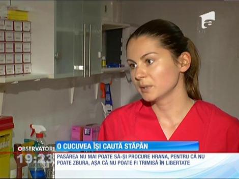 O cucuvea îşi caută stăpân