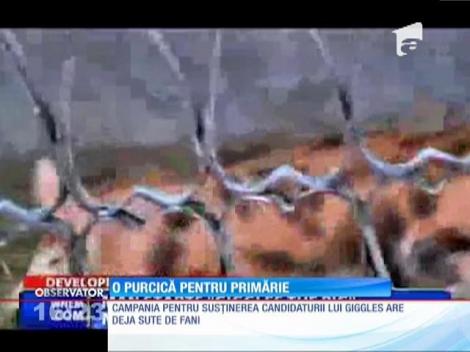 Un avocat și-a înscris purcica în cursa pentru fostul de primar dintr-un orășel american