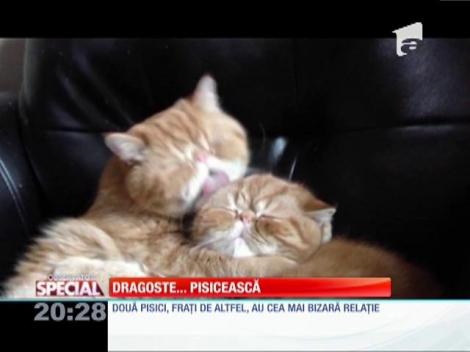 SPECIAL! Două feline simpatice trec de la iubire frăţească la lupte libere