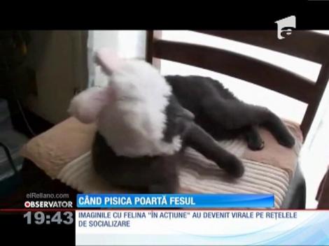 O pisică își pune singură fesul!