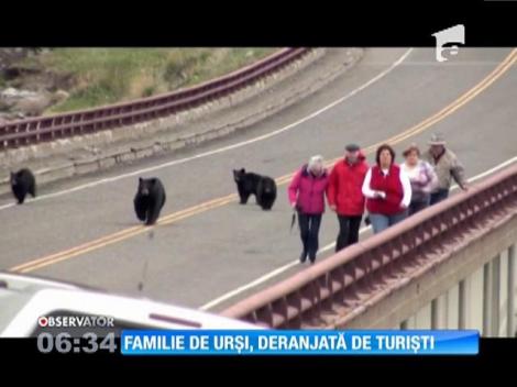 Familie de urși, deranjată de turiști