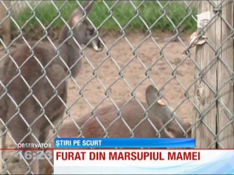 Strângere de fonduri pentru răscumpărarea animale răpite