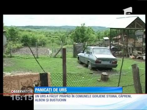 Un urs îi îngrozeşte pe oamenii din patru comune din sudul judeţului Gorj