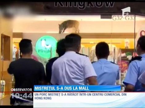 Un porc mistreţ a făcut ravagii într-un mall
