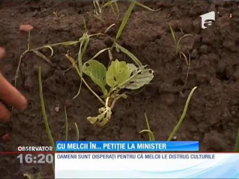 Un sat din Argeş trăieşte sub teroarea melcilor