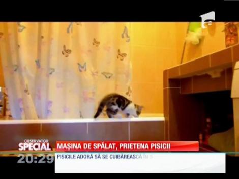 SPECIAL! Maşina de spălat, prietena pisicii