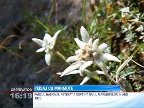Parcul Naţional Retezat s-a însufleţit de marmote