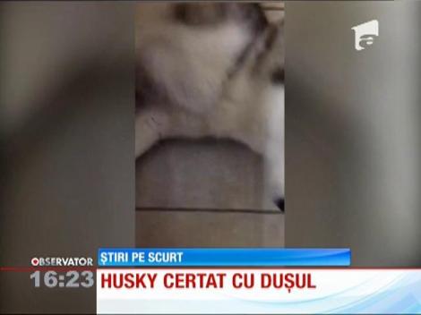 Husky certat cu duşul