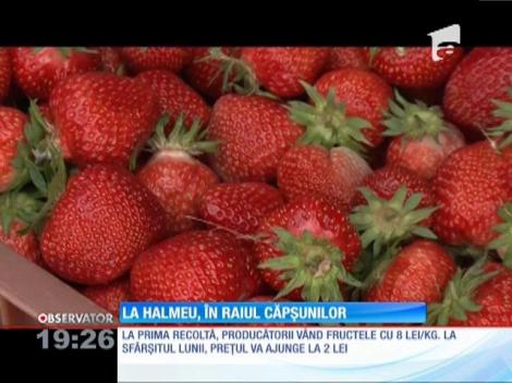 La Halmeu, raiul căpşunilor din România, a început recoltarea