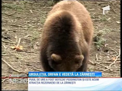 Ursuleţ orfan, vedetă la Zărneşti