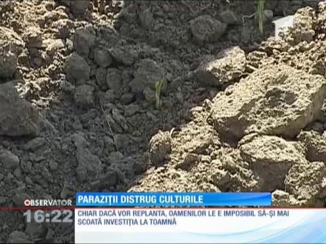 Fermierii din Vrancea, speriați de un parazit