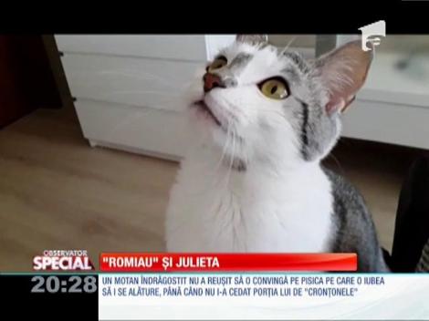 Special! Un motan îndrăgostit