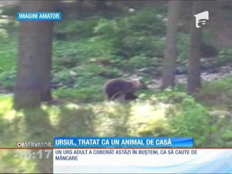 Urs înfometat, tratat ca un animal de casă de turiștii din Bușteni