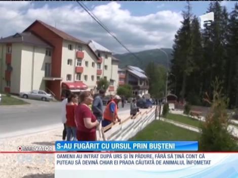 S-au fugărit cu ursul prin Buşteni