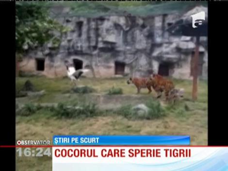 Cocorul care sperie tigrii