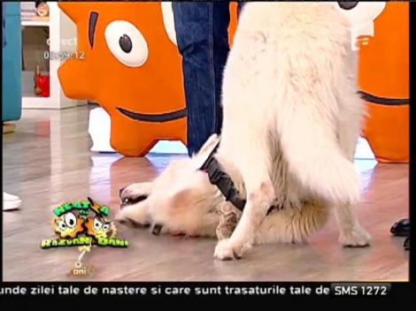 Târgul de animale Pet Expo 2015