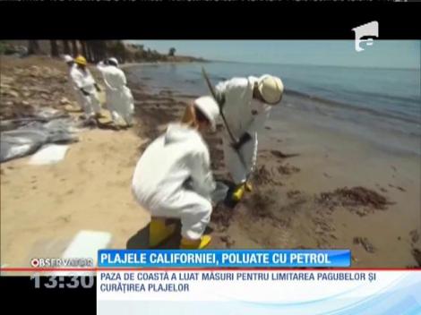 Plajele Californiei, poluate cu petrol