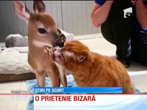 Pisica terapeut pentru alte animale