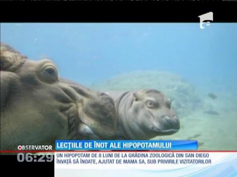 Lecțiile de înot ale hipopotamului