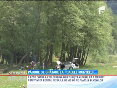 Pădure de grătare la poalele muntelui
