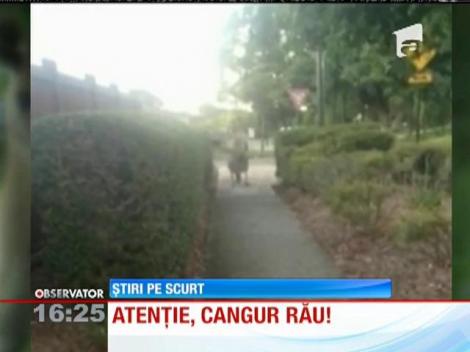 Locuitorii unui orăşel din Australia sunt terorizaţi de un cangur uriaş