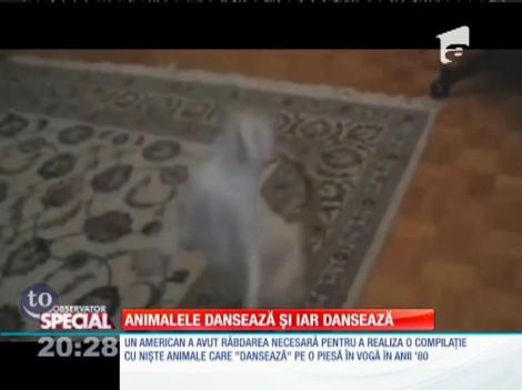 SPECIAL! Animalele dansează