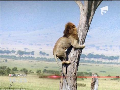 Cel mai fricos leu din lume! S-a urcat într-un copac să scape de câţiva bivoli