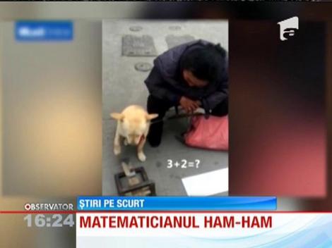 El este câinele care ar lua BAC-ul la matematică fără probleme!