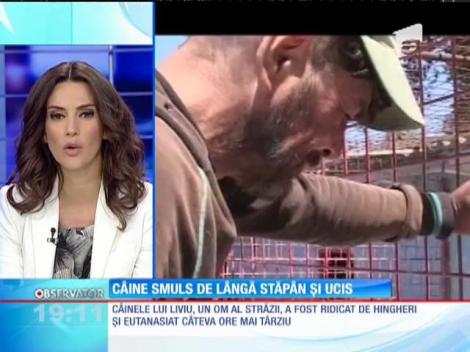 Un cartier întreg din Constanţa e revoltat după eutanasierea unui căţeluş