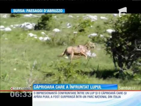 Căprioara care a înfruntat lupul