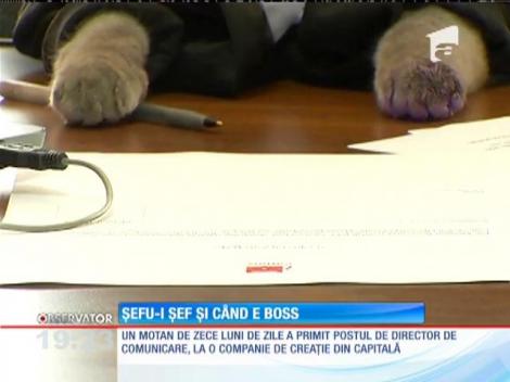 Boss, primul pisoi angajat cu acte în România